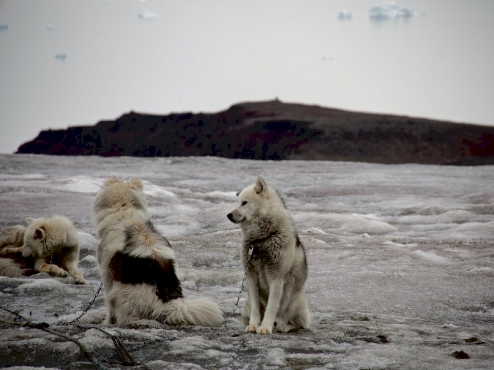 Grenlandzkie psy czekają w puzzle online