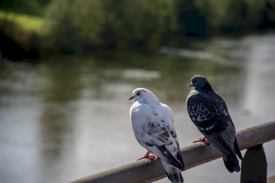 A couple of pigeons jigsaw puzzle