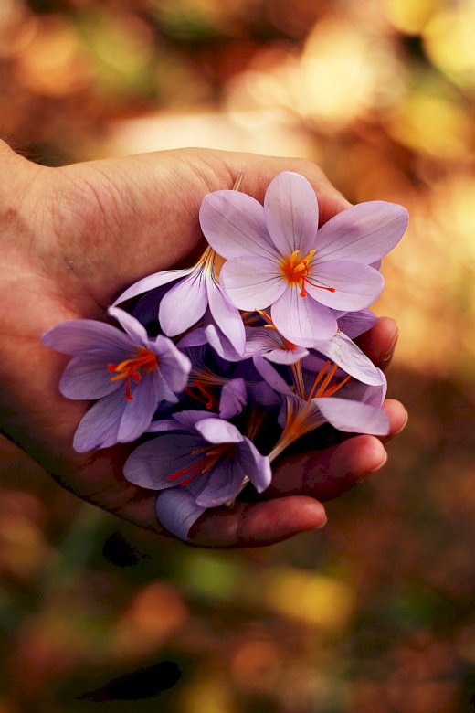 Violet flowers puzzle online