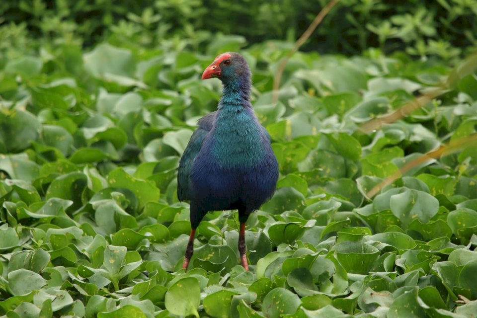 Niebieski ptak wodny - Swamphen puzzle online
