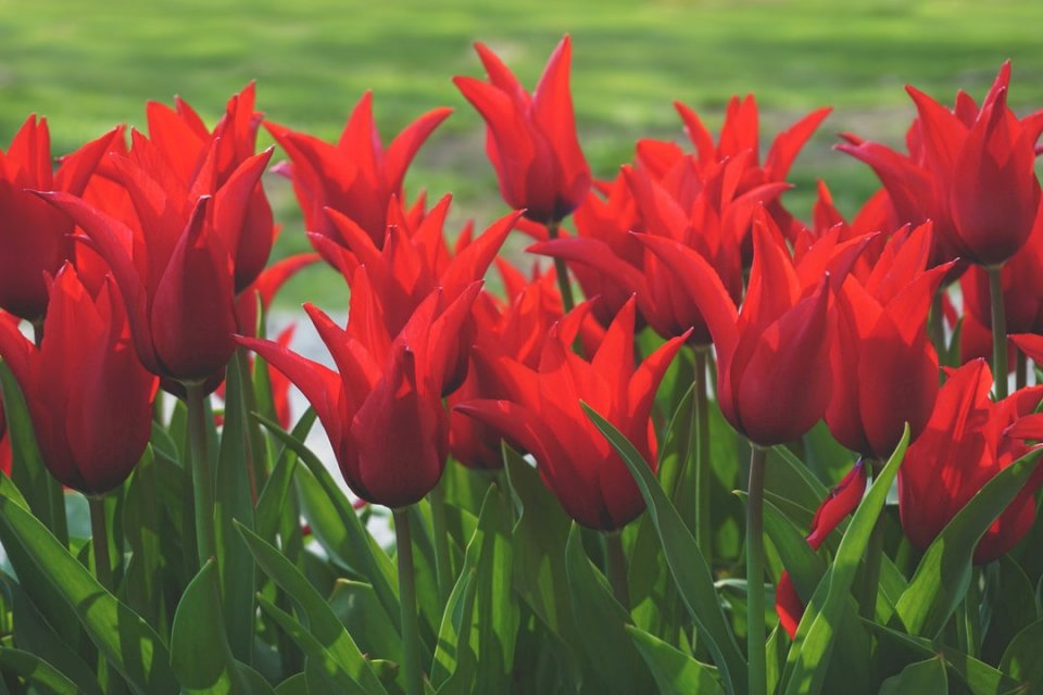 Tulipany w rozkwicie puzzle online