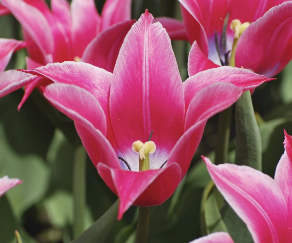 Różowy tulipan puzzle online