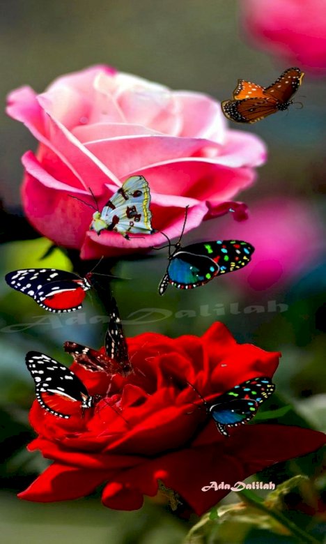 Róże i motyle puzzle online