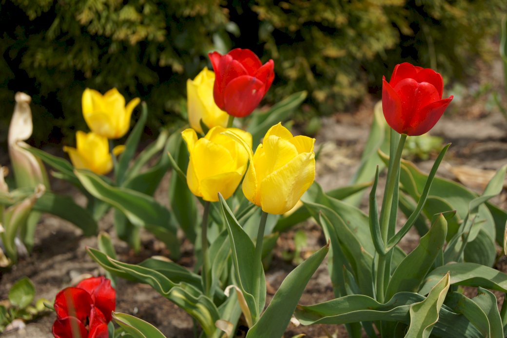 piękne kolorowe tulipany puzzle online