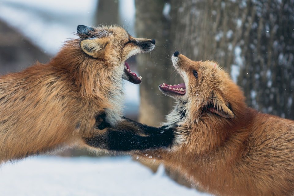 Dwa lisy walczą śnieżnie puzzle online