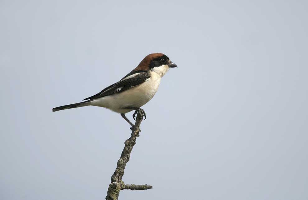 Red-headed shrike puzzle