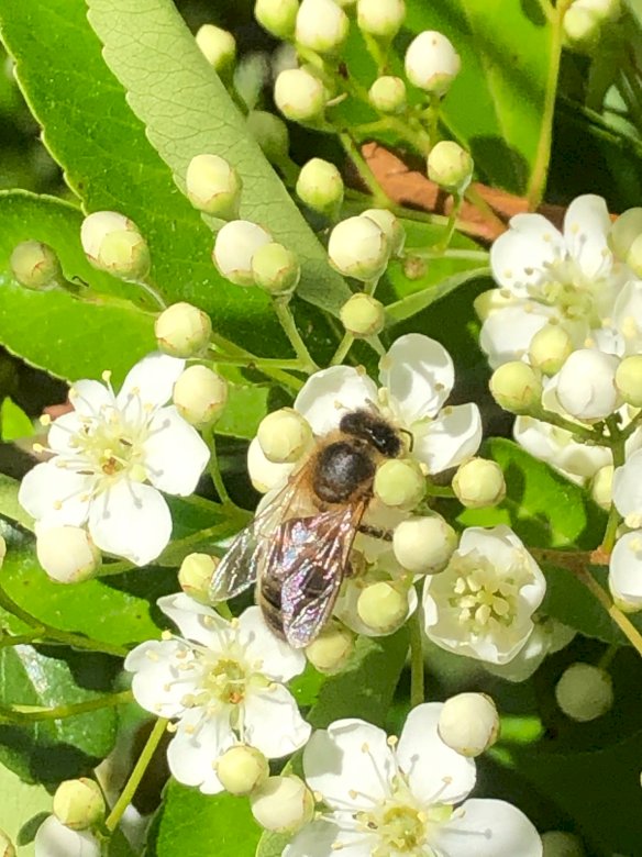 pszczoła adele puzzle online
