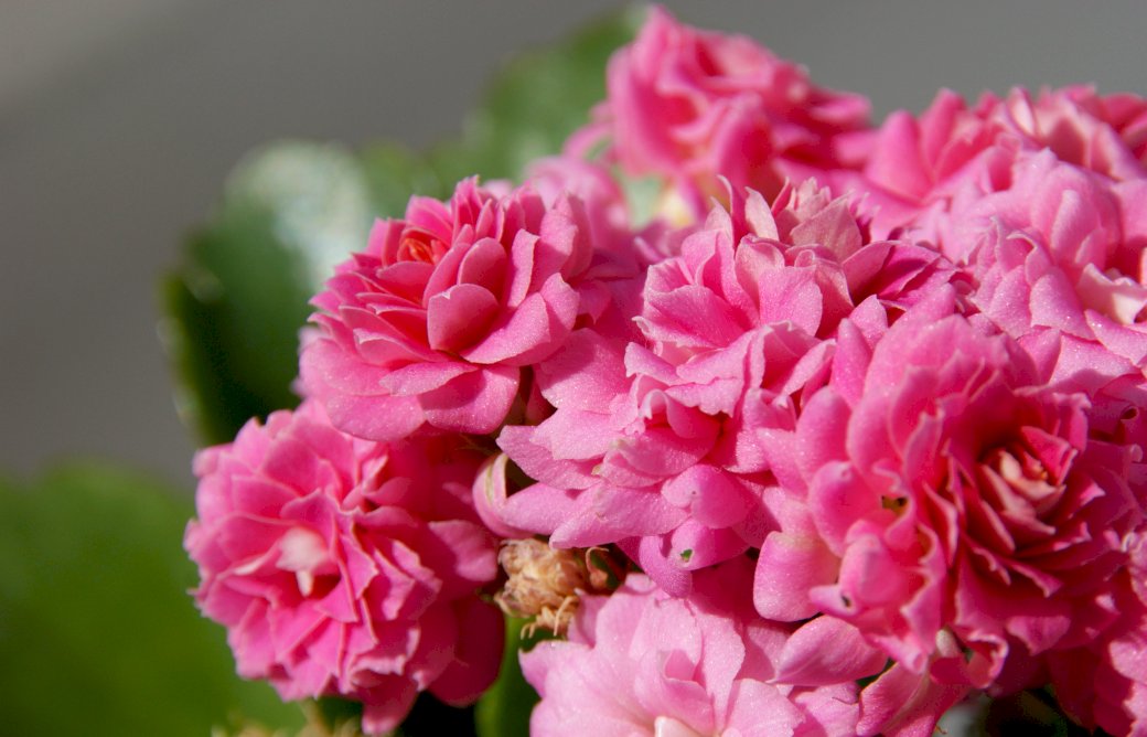 Kwiaty doniczkowe, kalanchoe puzzle online