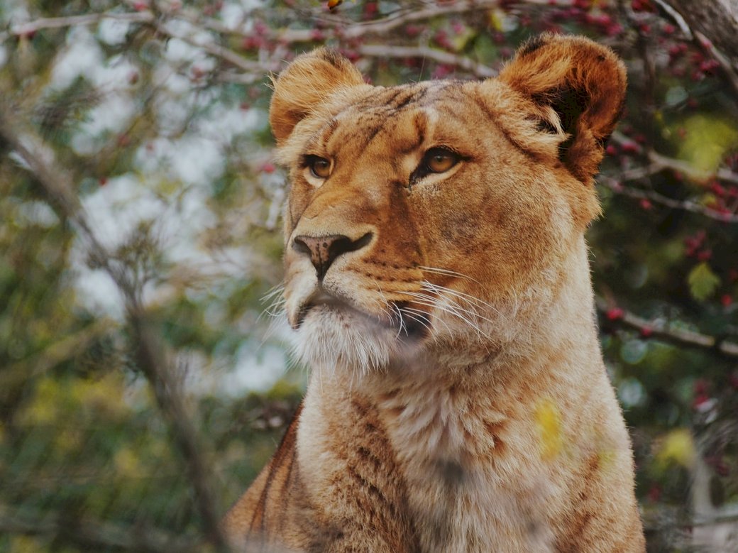Lioness photo puzzle online