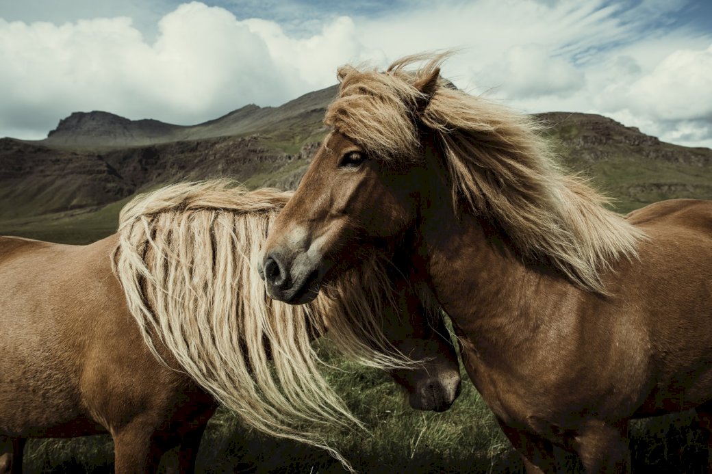 Icelandic horses puzzle online