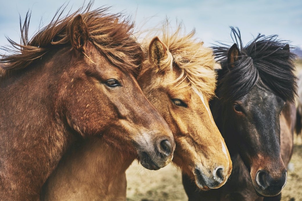 Icelandic horses puzzle online
