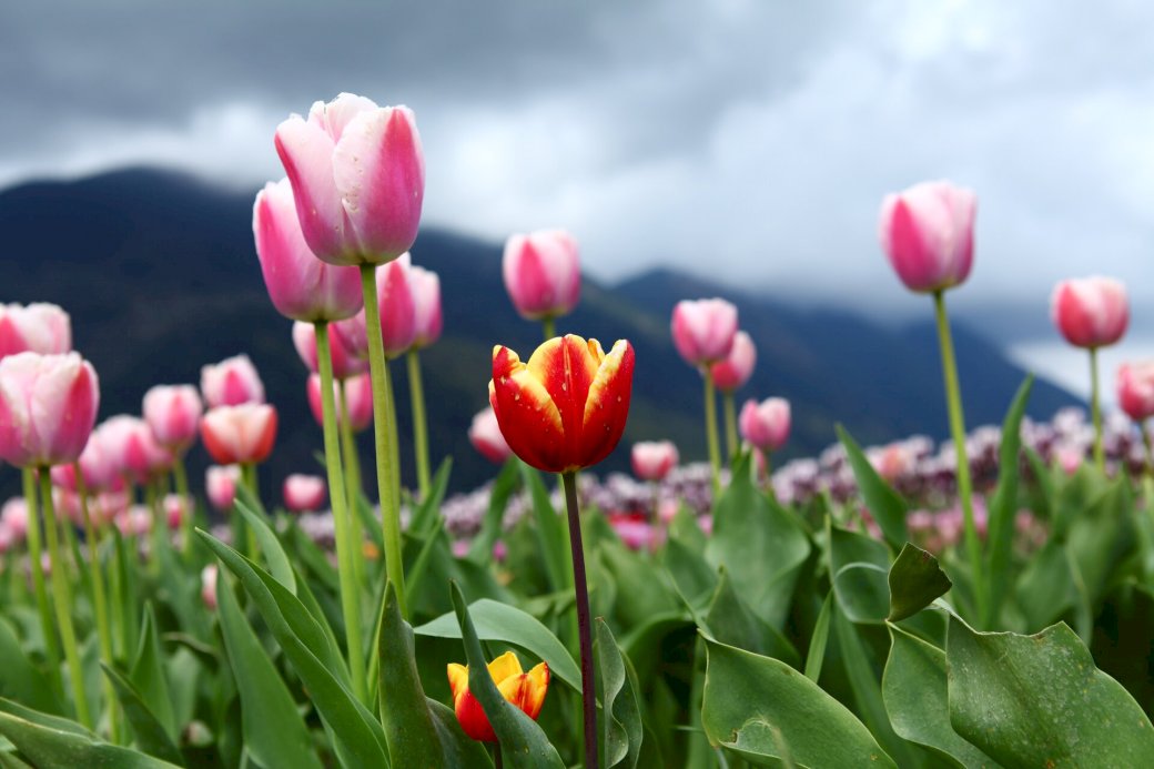 kwiatki tulipany piękne puzzle online