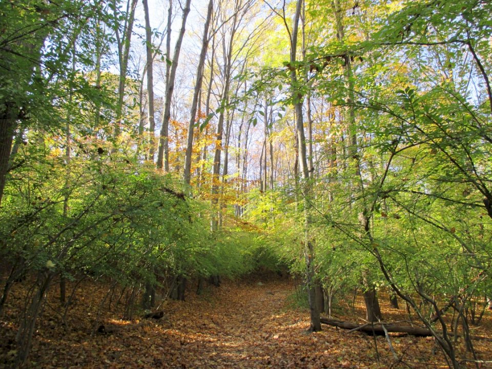 New Jersey Woods puzzle online