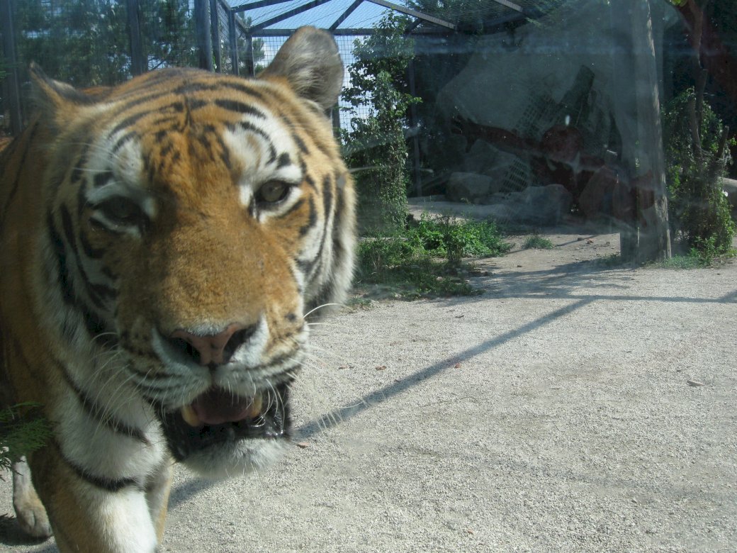 tygrys chodzenie w płocie puzzle online