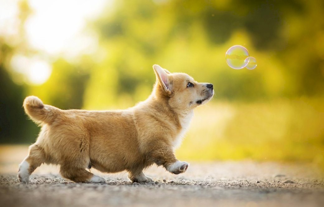 Doggie Följer Bubble pussel