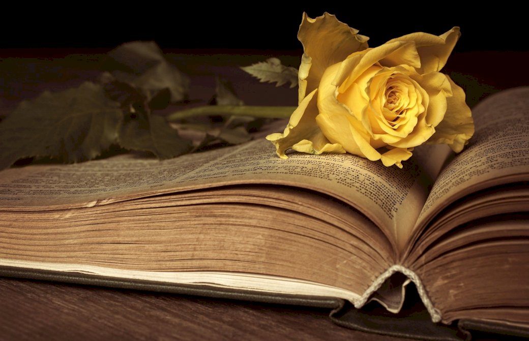Książka i róża puzzle online