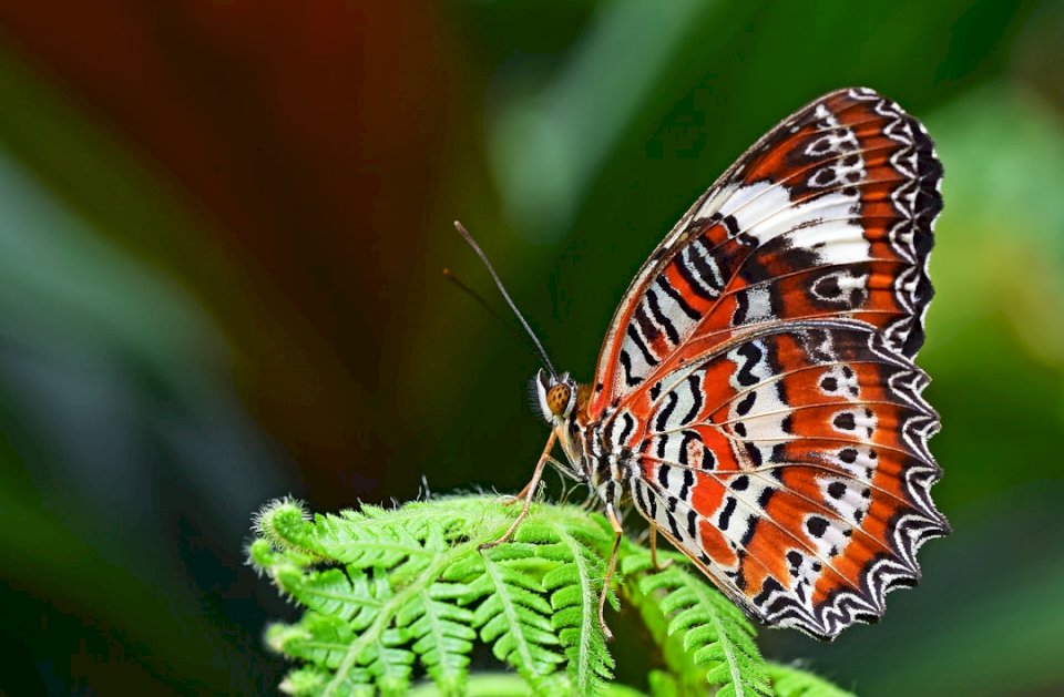 Pomarańczowy motyl Lacewing puzzle online