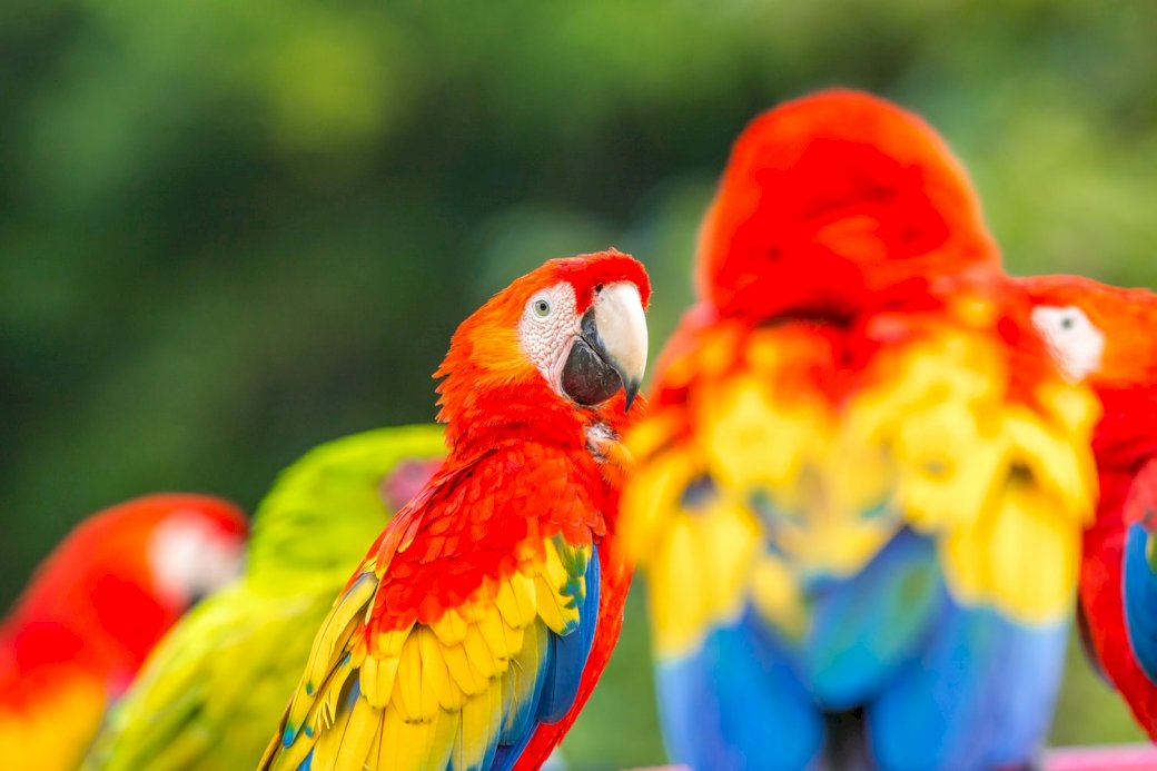 Parrot photo puzzle online