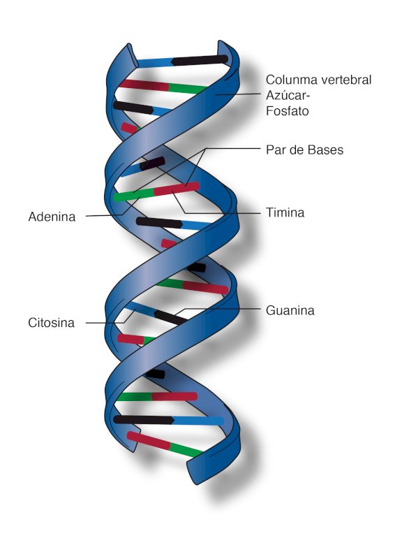 Struktura łańcucha DNA. puzzle online