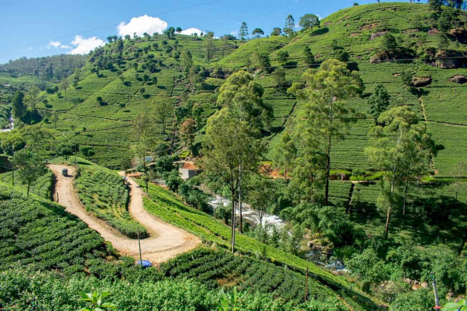 Plantacja herbaty na Sri Lance puzzle online
