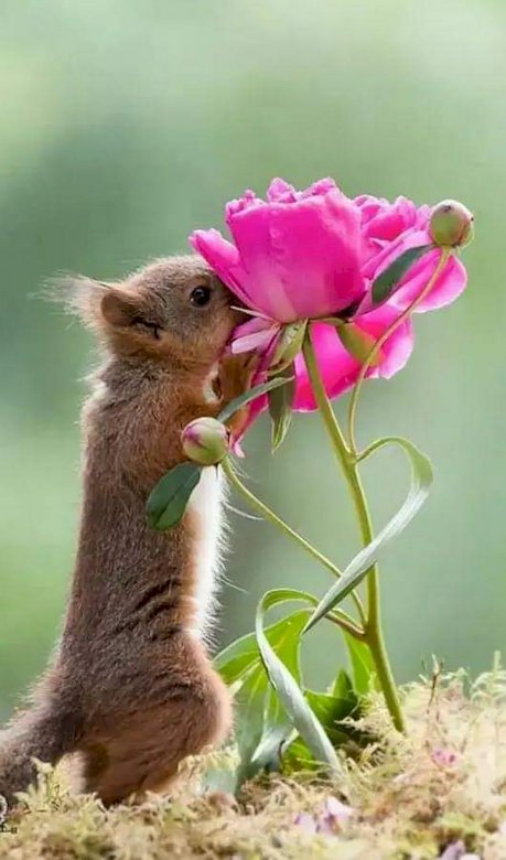 Wiewiórka z kwiatkiem. puzzle online