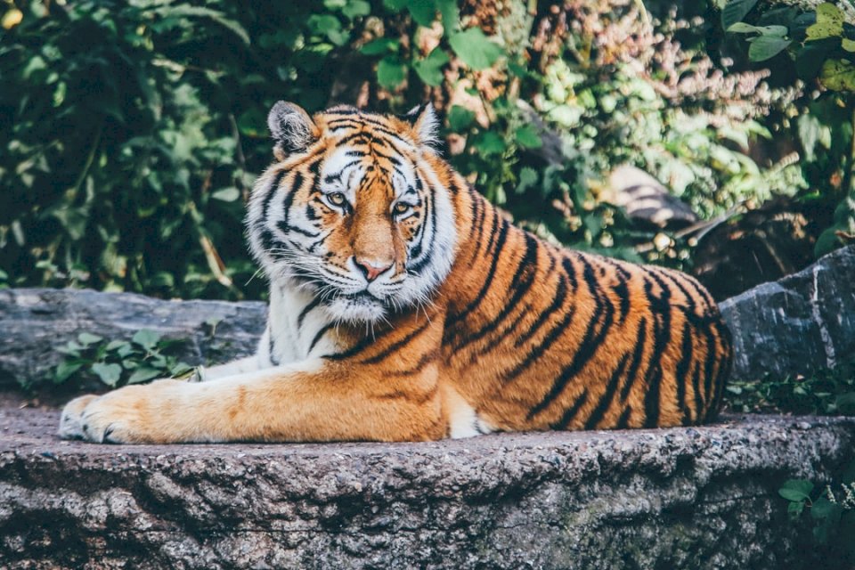 Tygrys w zoo puzzle online