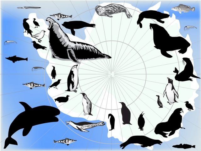 zwierzęta żyjące na Antarktydzie i Antarktyce puzzle online