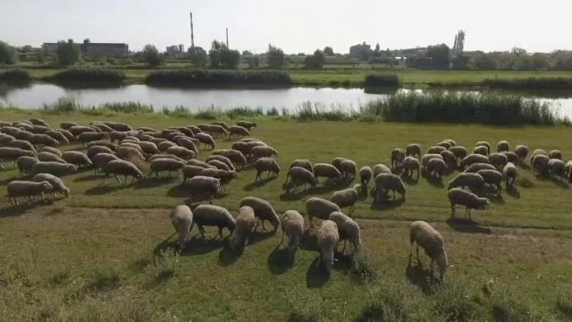 owce nad odrą puzzle online