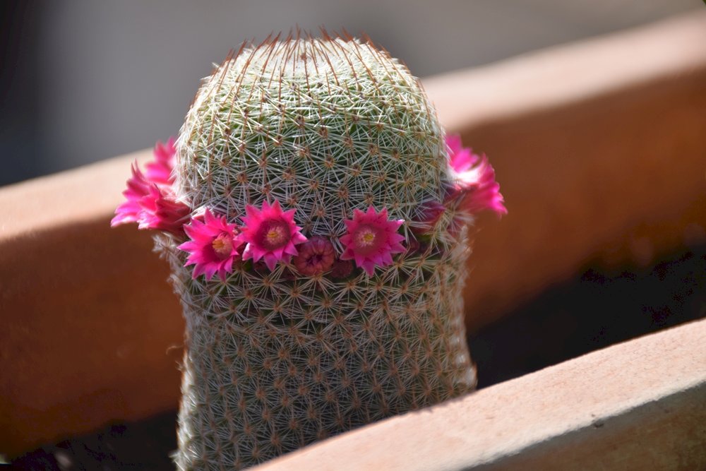 kaktus z kwiatami na wiosnę puzzle online
