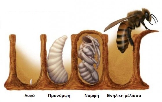 Etapy transformacji pszczół puzzle online