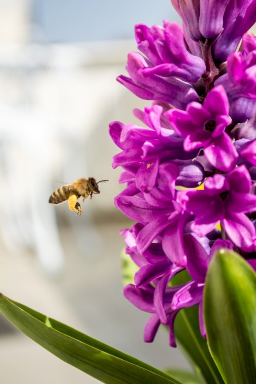 Z życia pszczoły puzzle online
