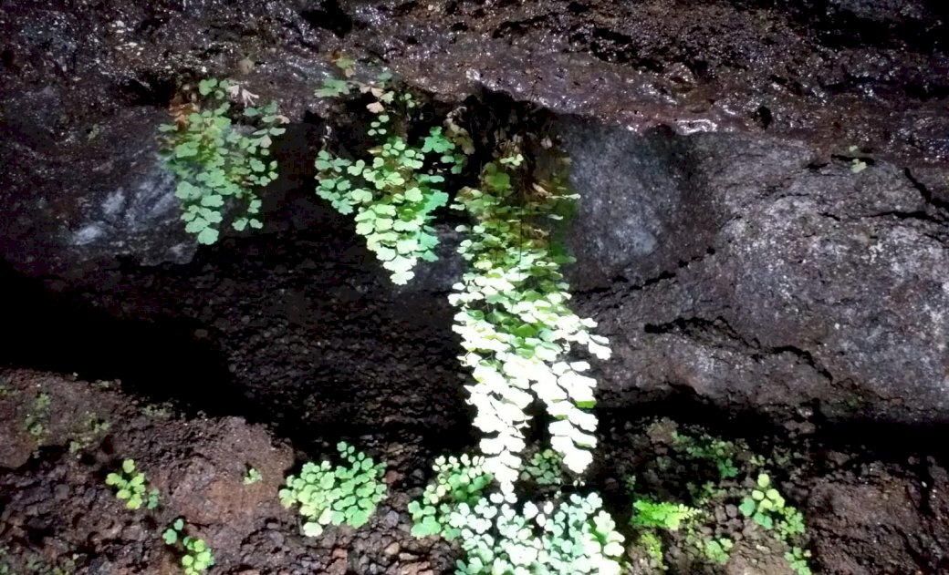 rośliny w jaskini puzzle online