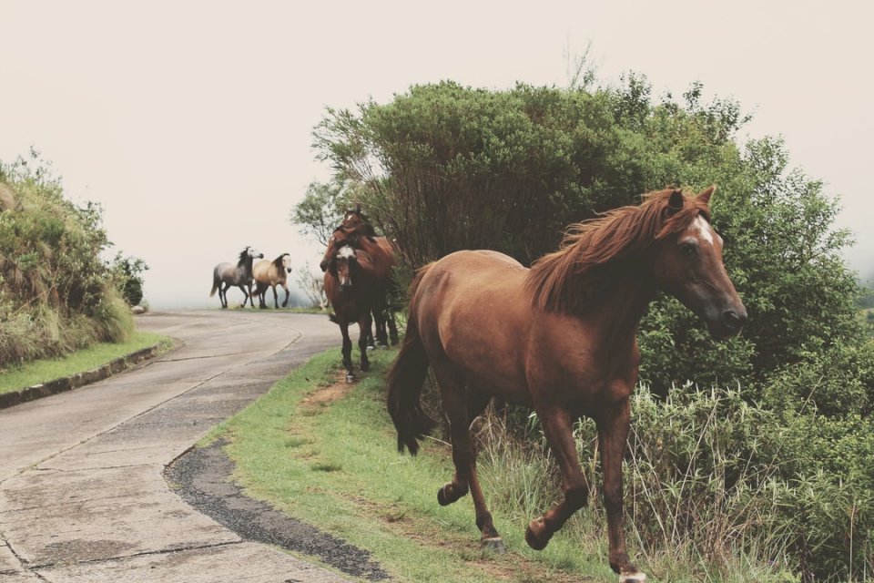 Konie na utwardzonej drodze puzzle online