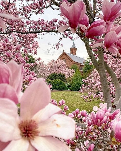 Różowe magnolie. puzzle online