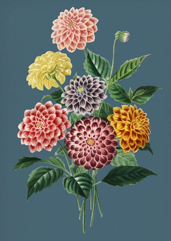 Kolorowe dalie, kwiaty ogrodowe puzzle online
