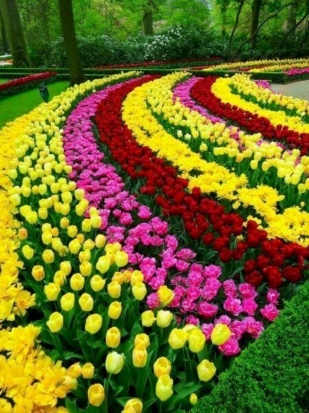Krajobraz z tulipanami. puzzle online