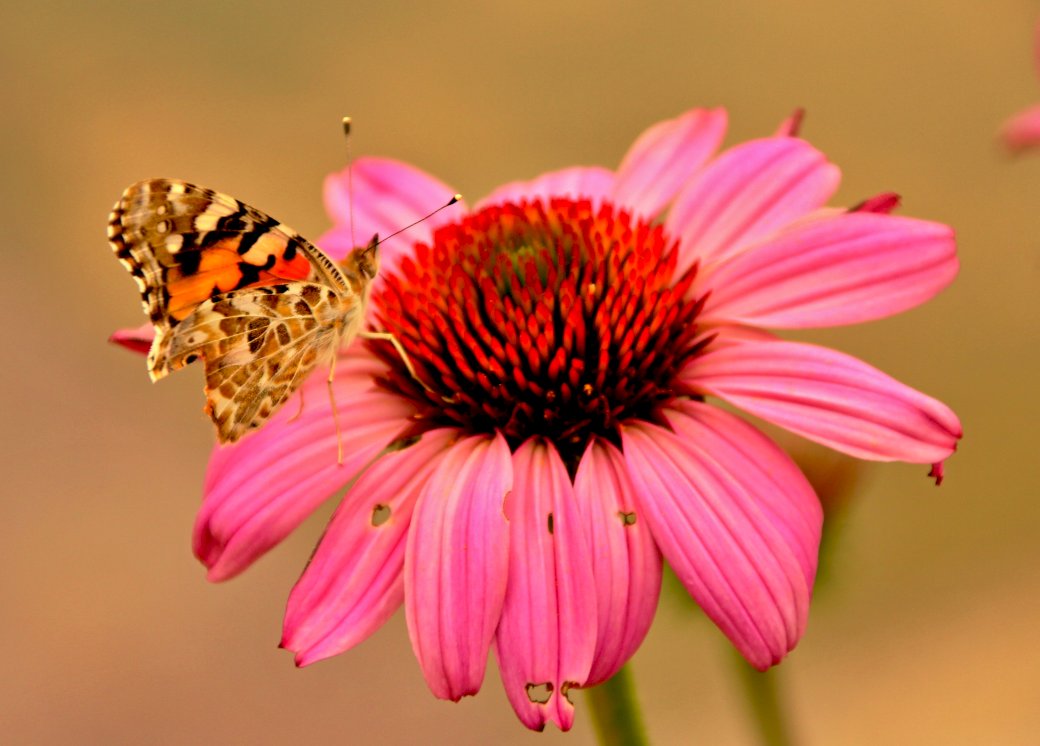 Ogród,motylek,kwiat, puzzle online