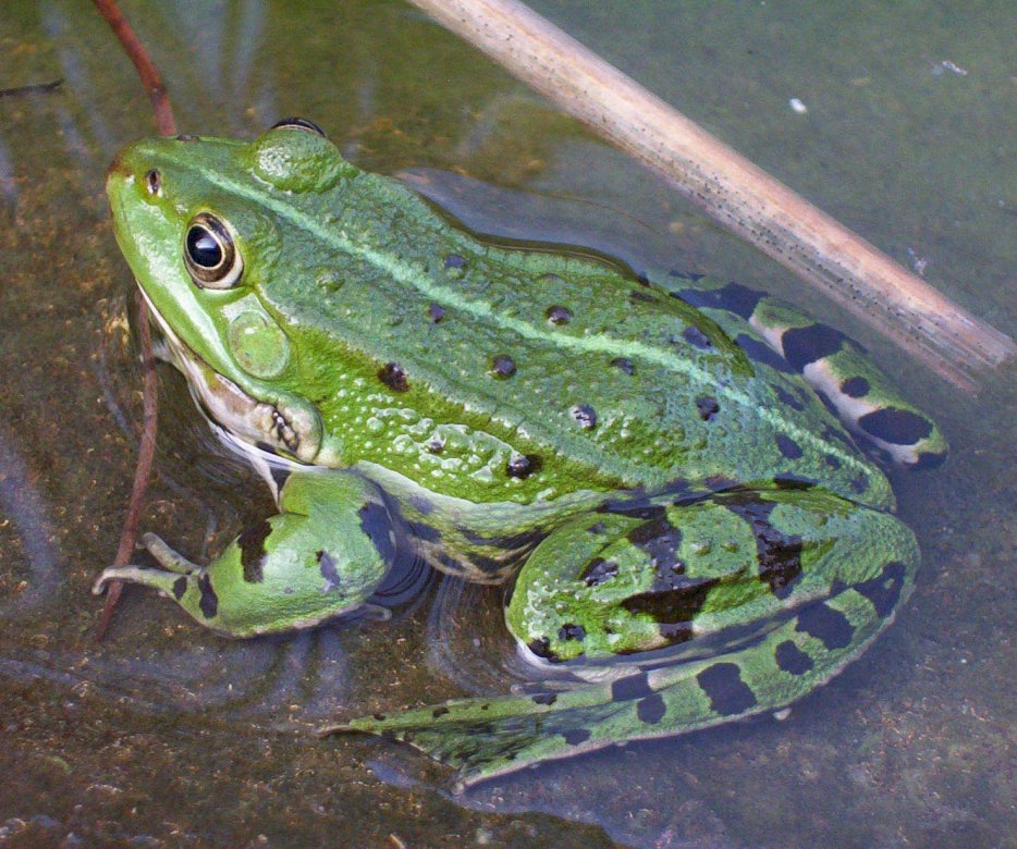 żaba żabka zielona puzzle