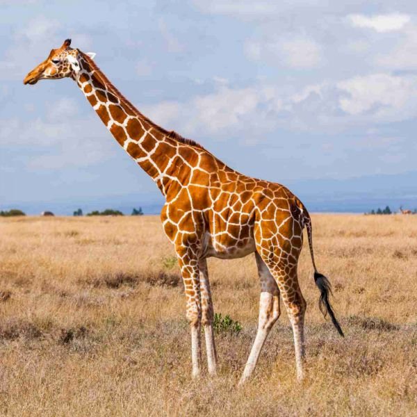 Układanka żyrafa puzzle online
