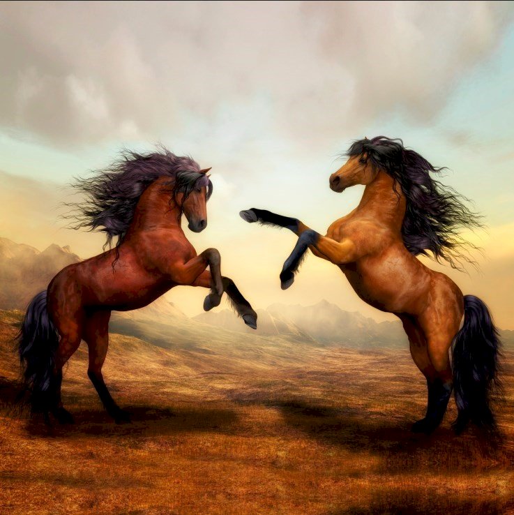 Konie,cudowne zwierzęta puzzle online