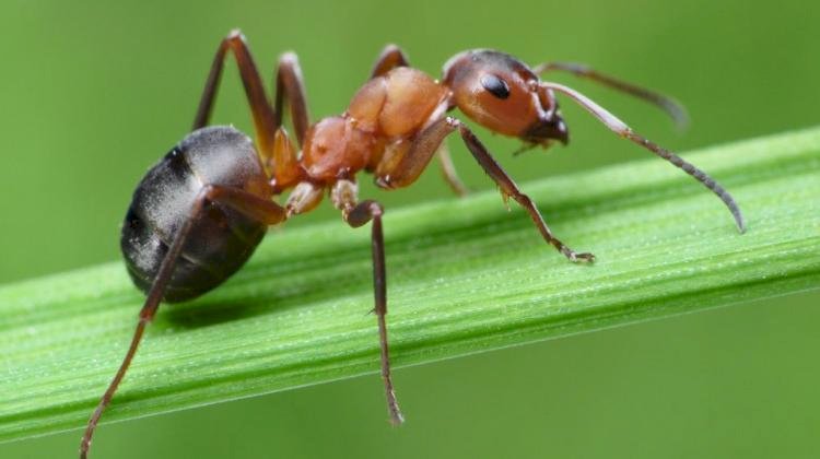 mrówki - owady puzzle