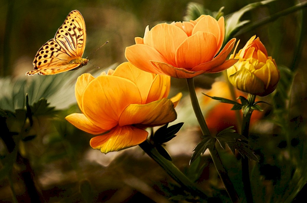 kwiaty i motyl puzzle online