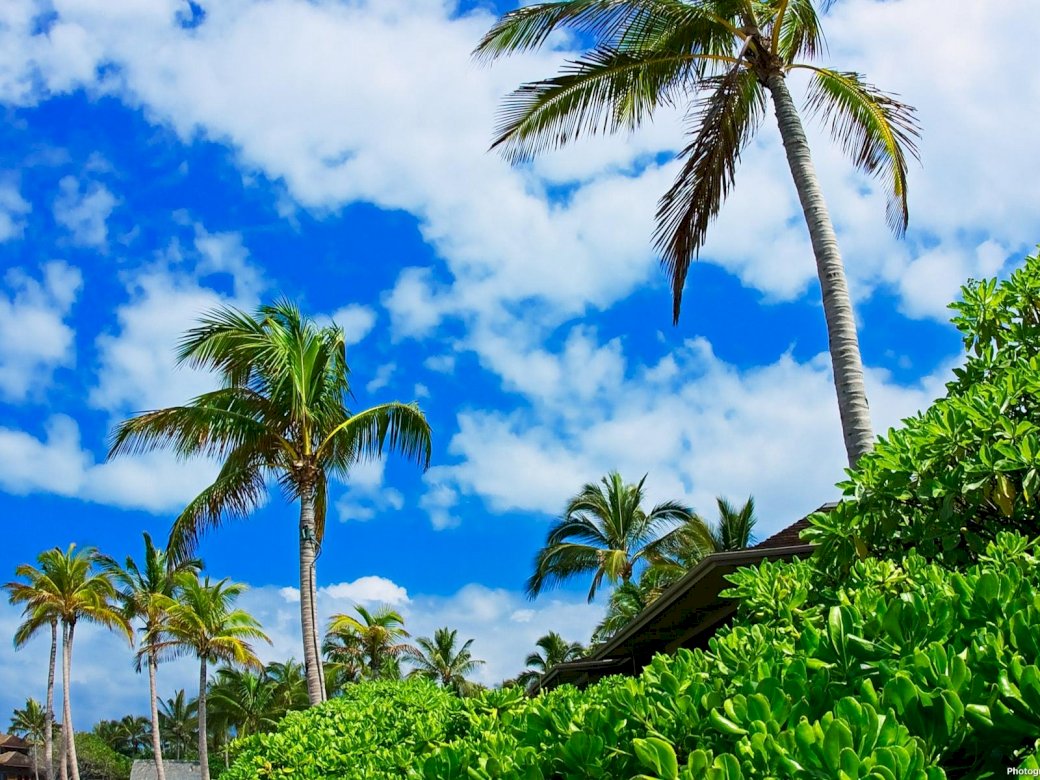 palm_trees_sky_clouds_brightly puzzle online