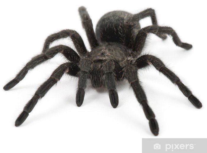 pająk, zwierzęta, łąka, maj puzzle online