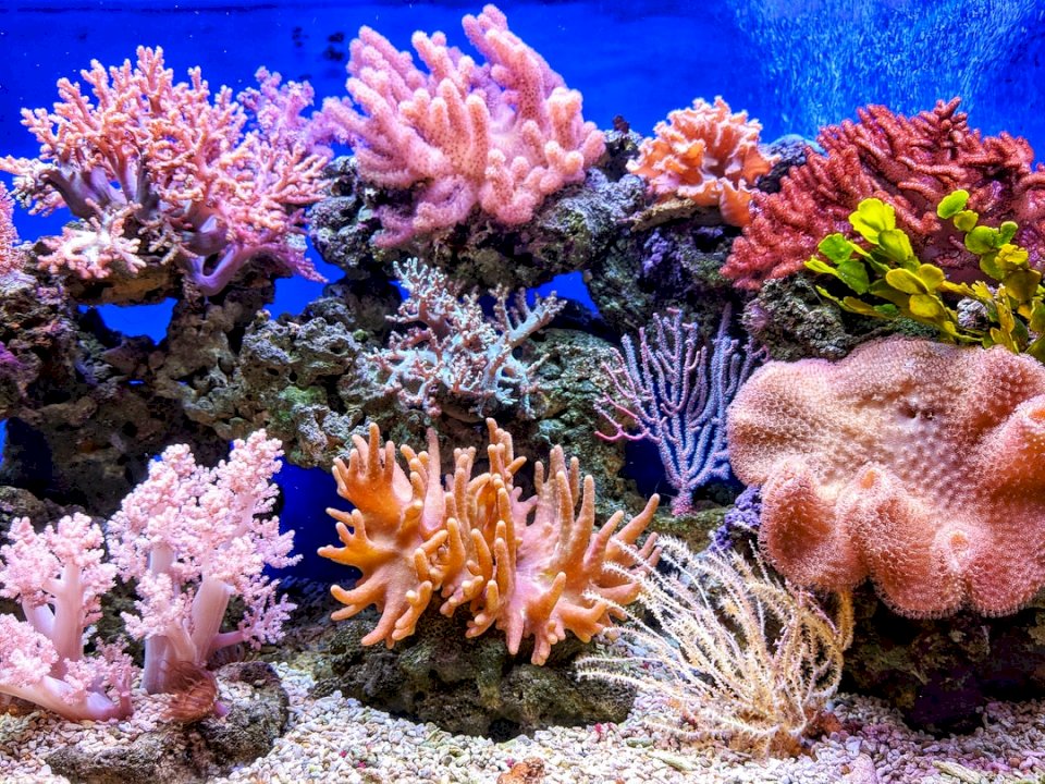Koral, zwierzęta puzzle online