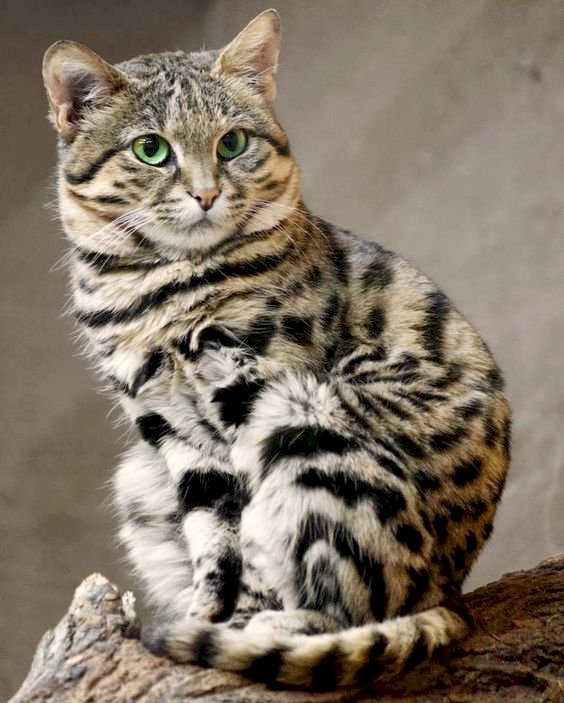 kot- zwierzę domowe puzzle online