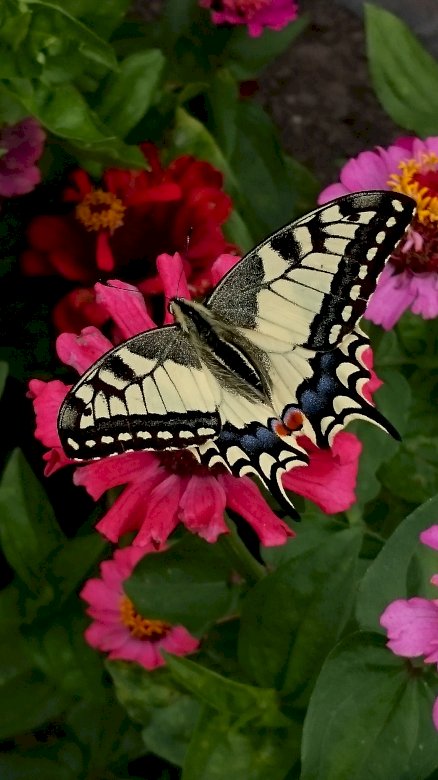 Motyl w ogrodzie puzzle online