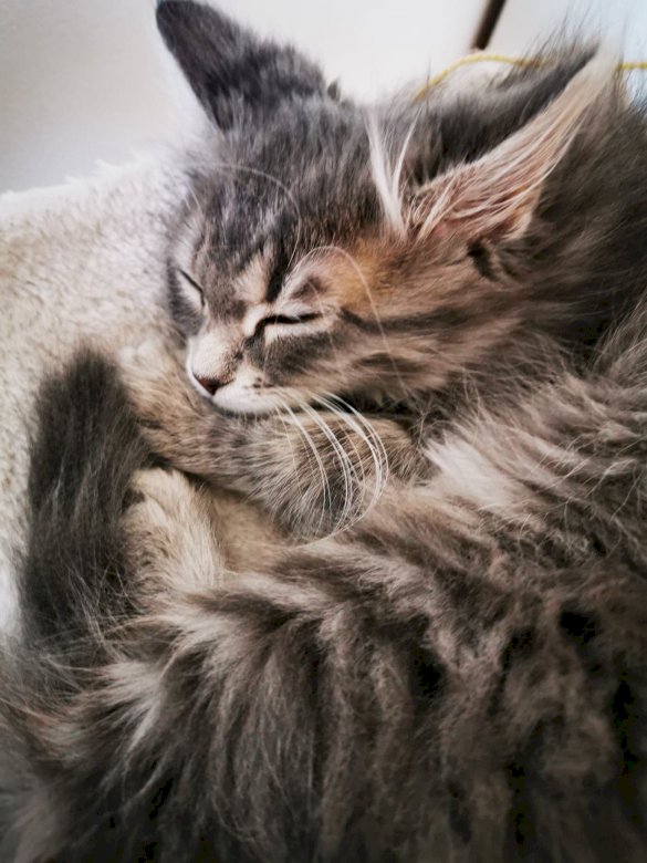 Sleeping kitten puzzle online