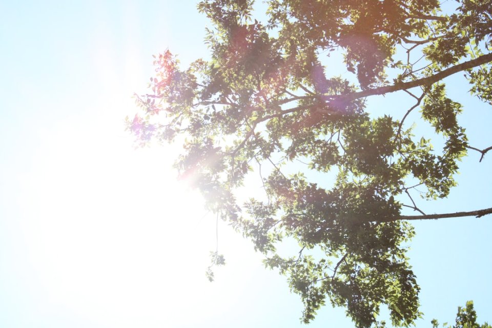 Słońce świeciło na zielone drzewo puzzle online