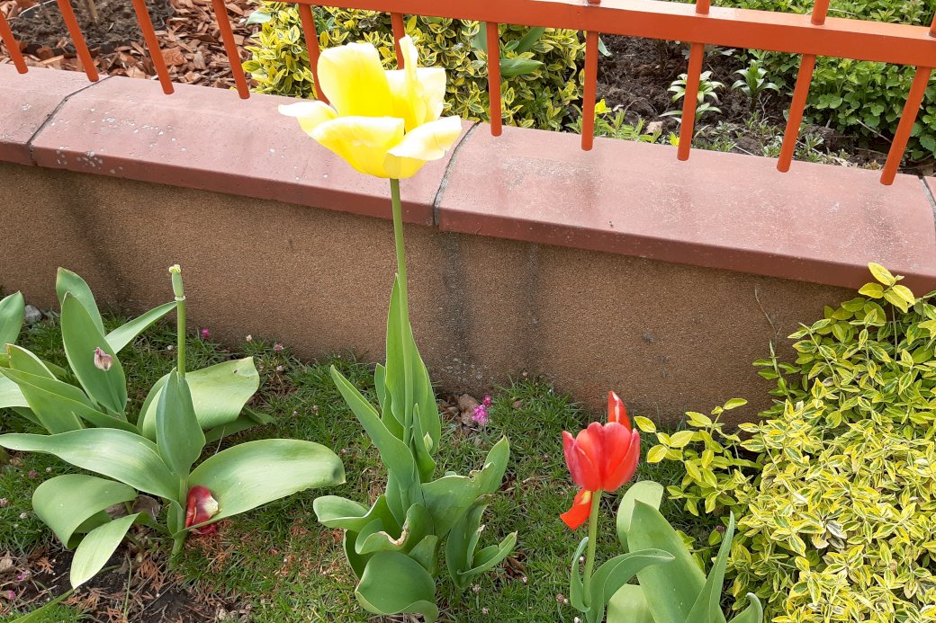 przekwitłe tulipany puzzle online